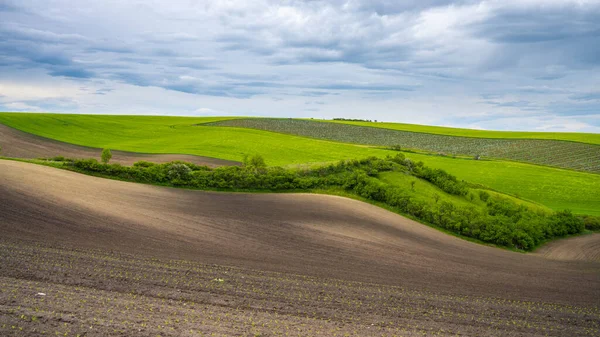 Campo agrícola ondulado da Toscana da Morávia — Fotografia de Stock