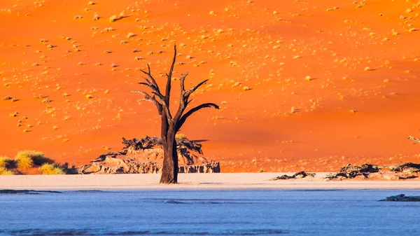 Silhuett av döda kameltagg träd i Namib öknen — Stockfoto