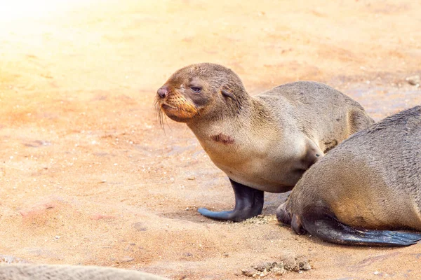 Brown Fur Seal, Arctocephalus pusillus — Stock Photo, Image