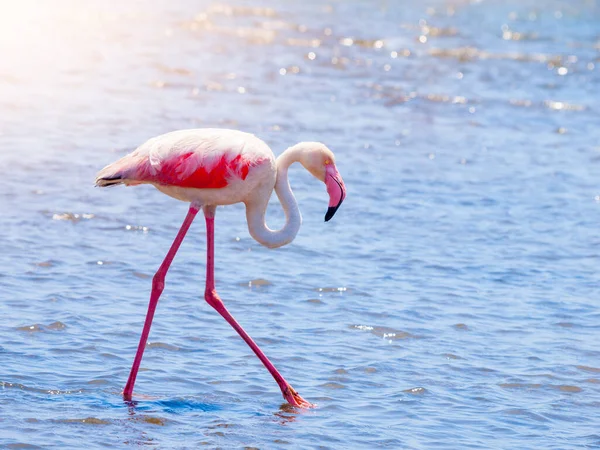 Flamingo walk in shallow water — Stock Photo, Image