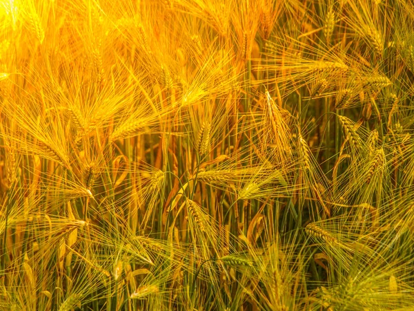Campo de grano dorado en Yading — Foto de Stock