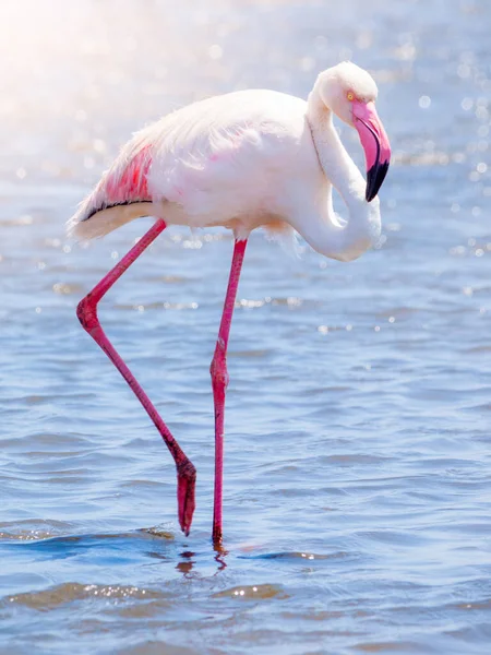 Flamingo walk in shallow water — Stock Photo, Image