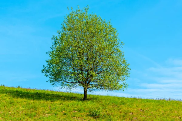 Osamělý strom na jarních pastvinách — Stock fotografie