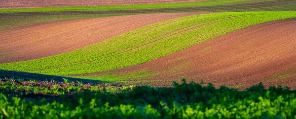 Vlnité zemědělské pole Moravského Toskánska — Stock fotografie