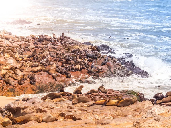 非洲纳米比亚克罗斯角的褐毛海豹、头角藻、菌落 — 图库照片