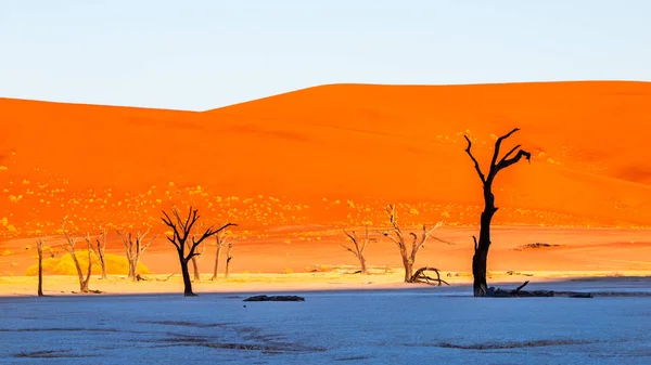 Halott tevefák sziluettje a Namib sivatagban — Stock Fotó