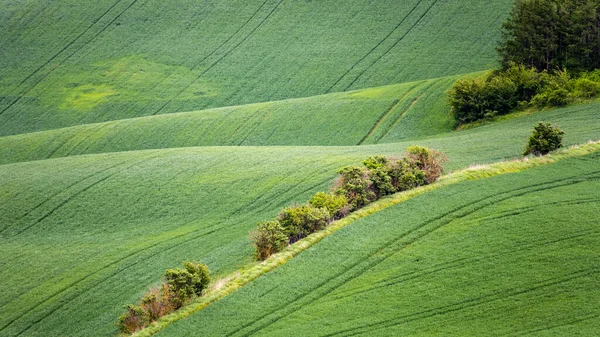 Campo agrícola ondulado da Toscana da Morávia — Fotografia de Stock