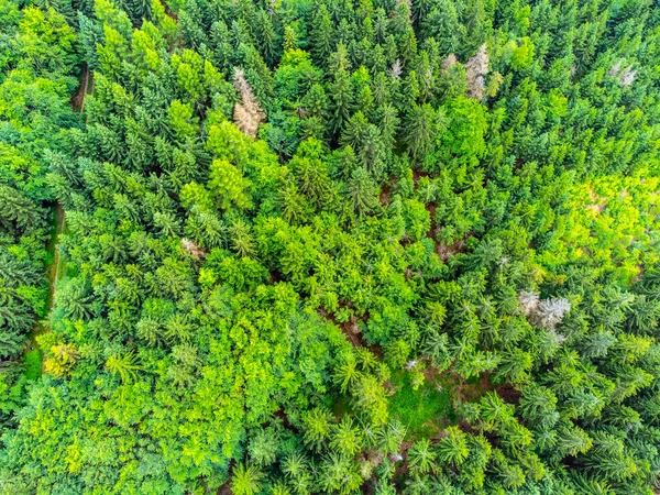 Zielony las świerkowy z góry — Zdjęcie stockowe
