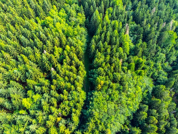 Озеленение еловых лесов сверху — стоковое фото