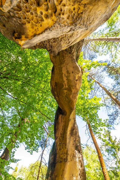 Unikalny łuk z piaskowca w lesie sosnowym — Zdjęcie stockowe
