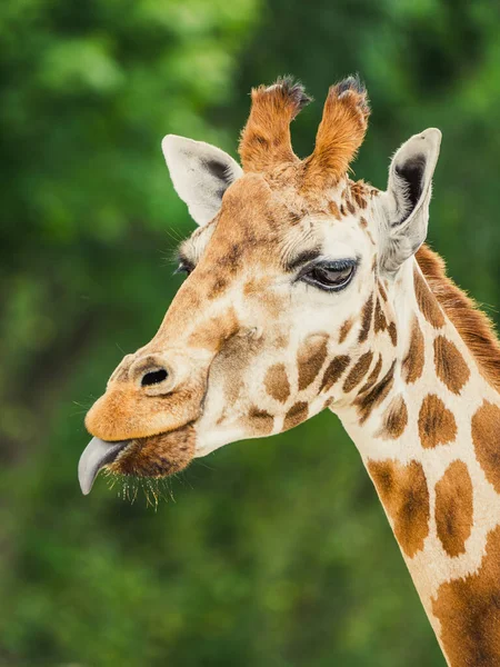 Mignon portrait de girafe avec la langue qui traîne dehors — Photo