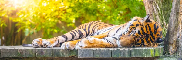 Lindo tigre acostado y durmiendo — Foto de Stock