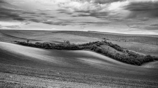 Wavy agricultural field of Moravian Tuscany — Stock Photo, Image