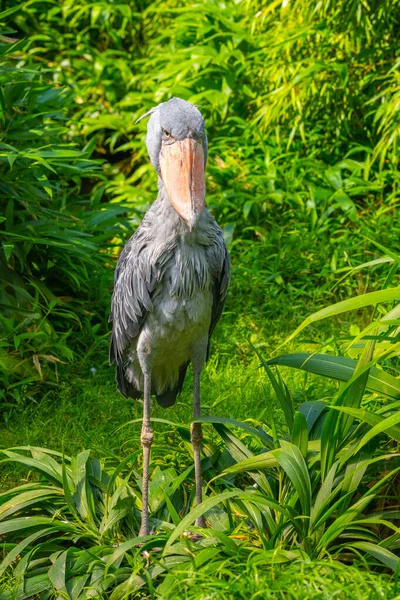 Shoebill - funny stork in the greenery — Stock Photo, Image