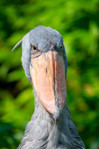 Shoebill - divertente cicogna nel verde — Foto Stock