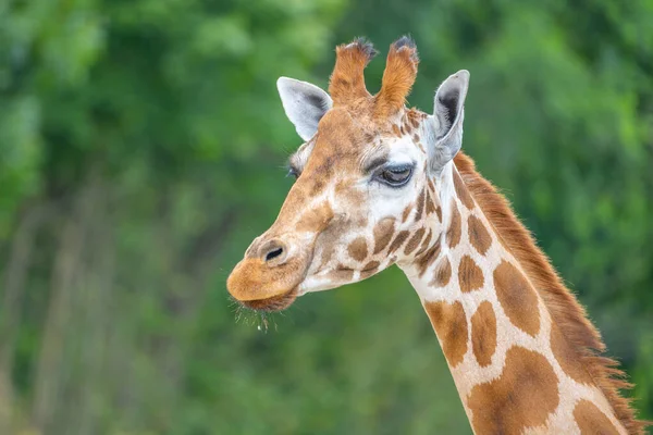 Joli portrait de girafe. Gros plan photographie — Photo