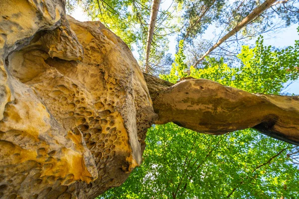 Unieke zandstenen boog in dennenbos — Stockfoto