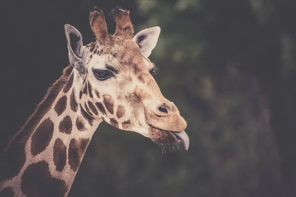 Mignon portrait de girafe avec la langue qui traîne dehors — Photo