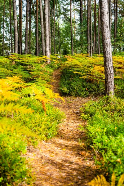 Lugn grön tallskog prospektering — Stockfoto