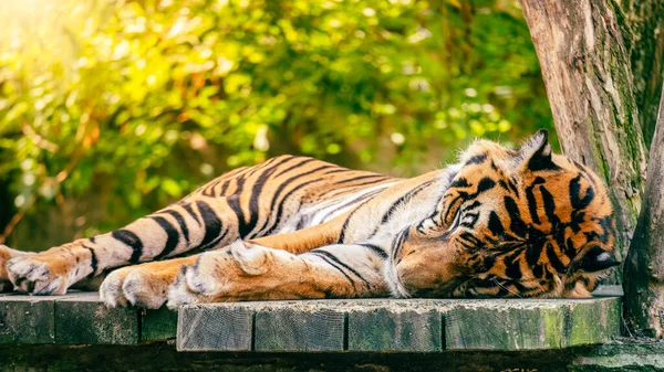 Lindo tigre acostado y durmiendo — Foto de Stock