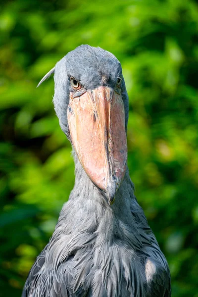 Shoebill - divertente cicogna nel verde — Foto Stock