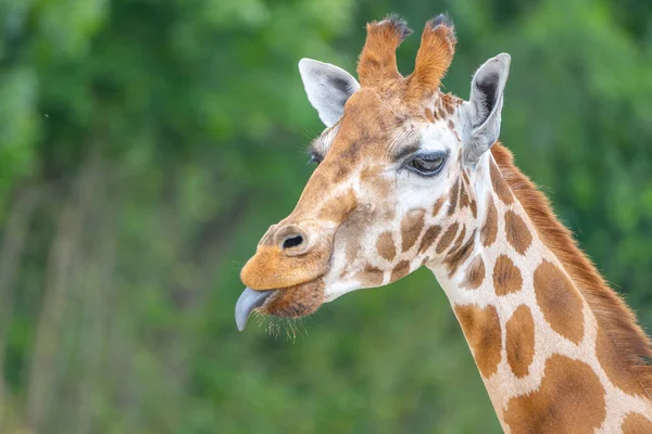 Mignon portrait de girafe avec la langue qui traîne dehors — Photo