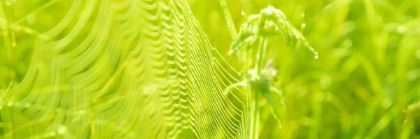 Naturligt gräs grönska abstrakt säckrund — Stockfoto