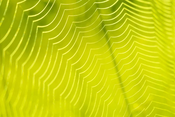 Přírodní travnatá zeleň abstraktní sáček — Stock fotografie