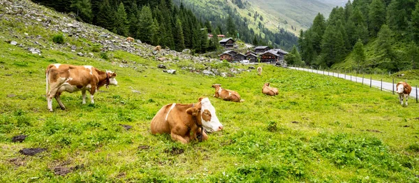 Vaches sur pâturage et vieilles maisons en bois alpin — Photo