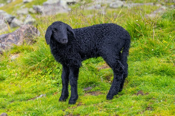 Cute black lamb on alpine mountain pasture — Stock Photo, Image