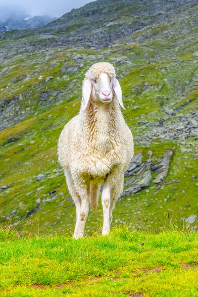 Cute white alpine sheep on mountain pasture — Stock Photo, Image