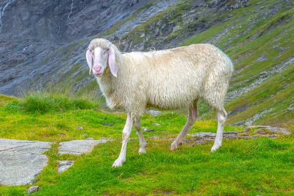 Söta vita alpina får på fäboden — Stockfoto