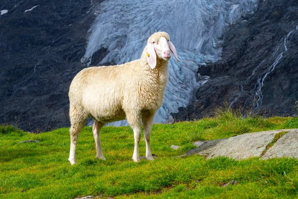 Cute white alpine sheep on mountain pasture — Stock Photo, Image