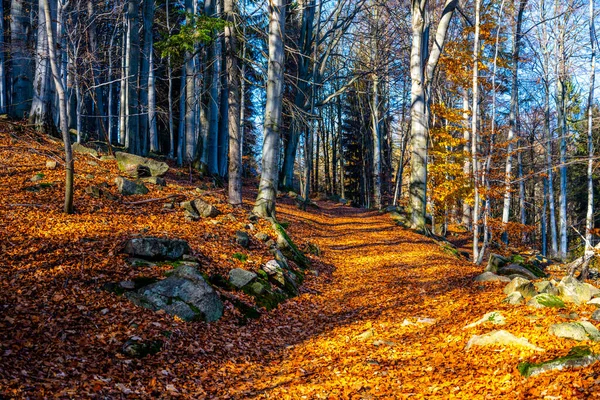 Caminho da floresta no dia outonal colorido — Fotografia de Stock