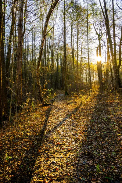 Caminho da floresta no dia outonal colorido — Fotografia de Stock