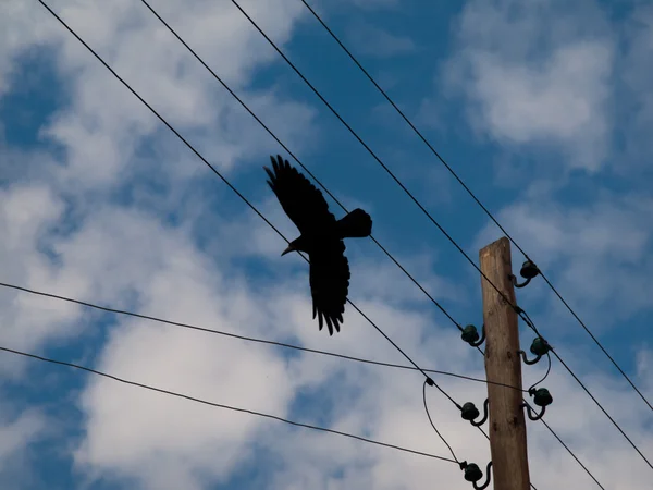 Crow in flight — Stock Photo, Image