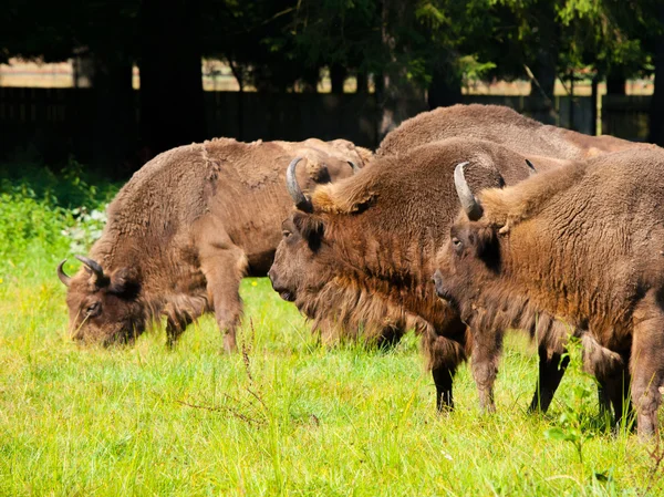 European wood bison herd — Stock Photo, Image