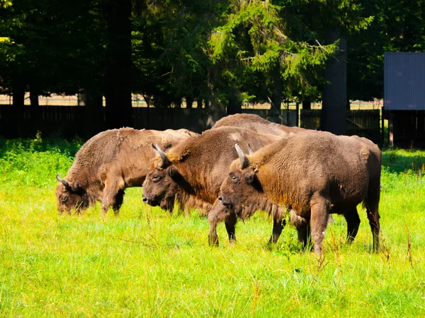 European wood bison herd — Stock Photo, Image