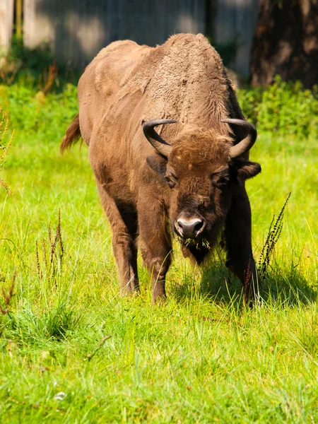 European wood bison — Stock Photo, Image