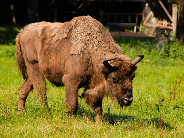 Bisonte europeo de madera — Foto de Stock