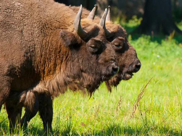Dos bisontes —  Fotos de Stock
