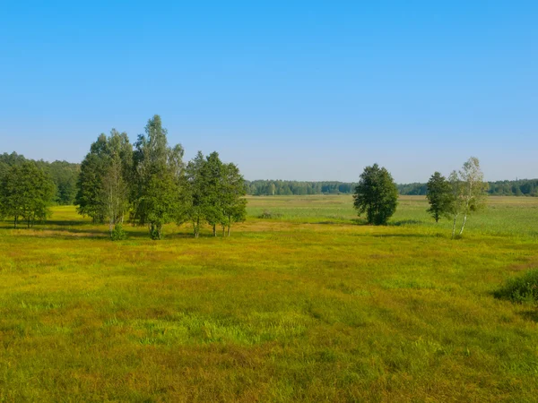 Siberian meadow with birches — Stock Photo, Image