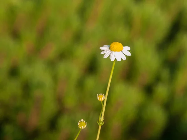 Gänseblümchen — Stockfoto