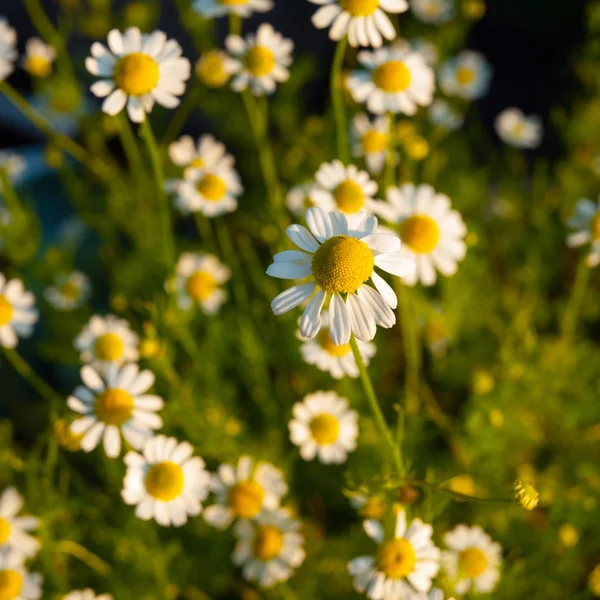 Gänseblümchen Blumen Hintergrund — Stockfoto