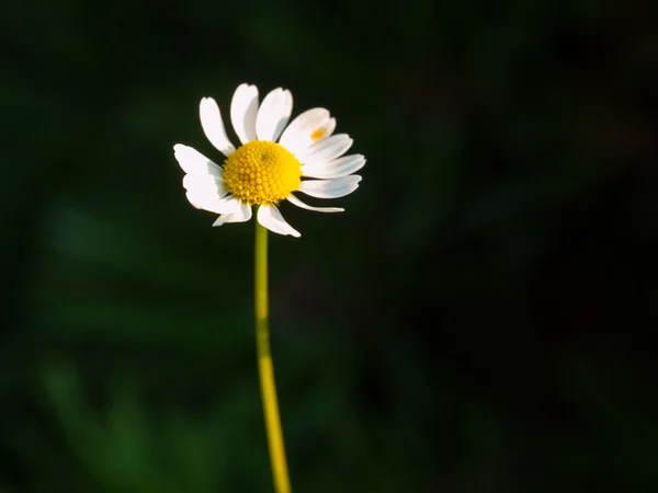 Flor de margarita — Foto de Stock