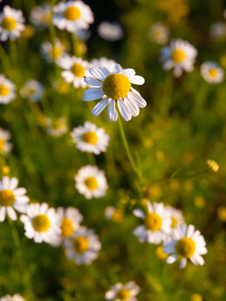 Gänseblümchen Blumen Hintergrund — Stockfoto