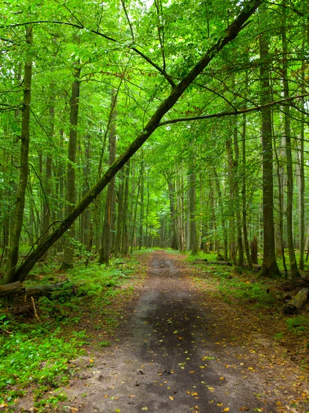 Endless forest road — Stock Photo, Image