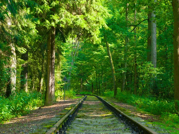 森の中の鉄道は — ストック写真