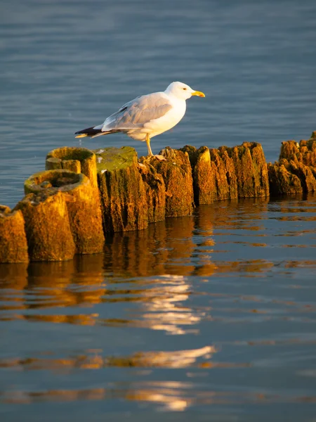 Möwe sitzt auf einer Säule — Stockfoto