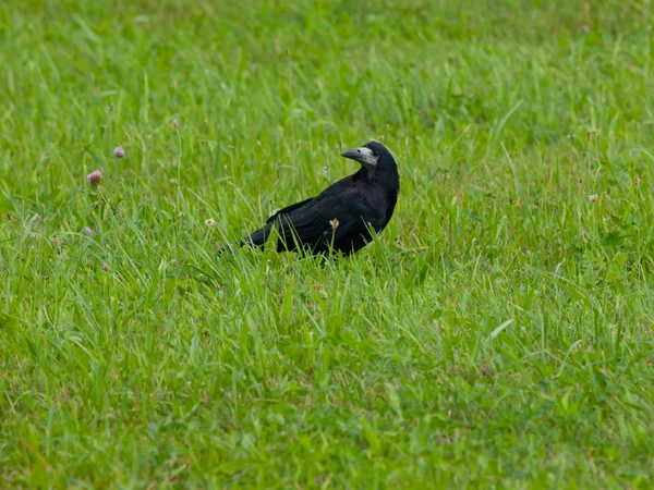 Corvo preto na grama — Fotografia de Stock
